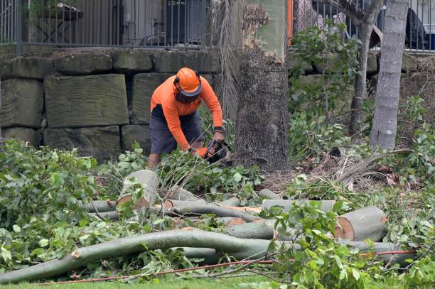 Why Choose Our Tree Removal Services in Decatur, MI?